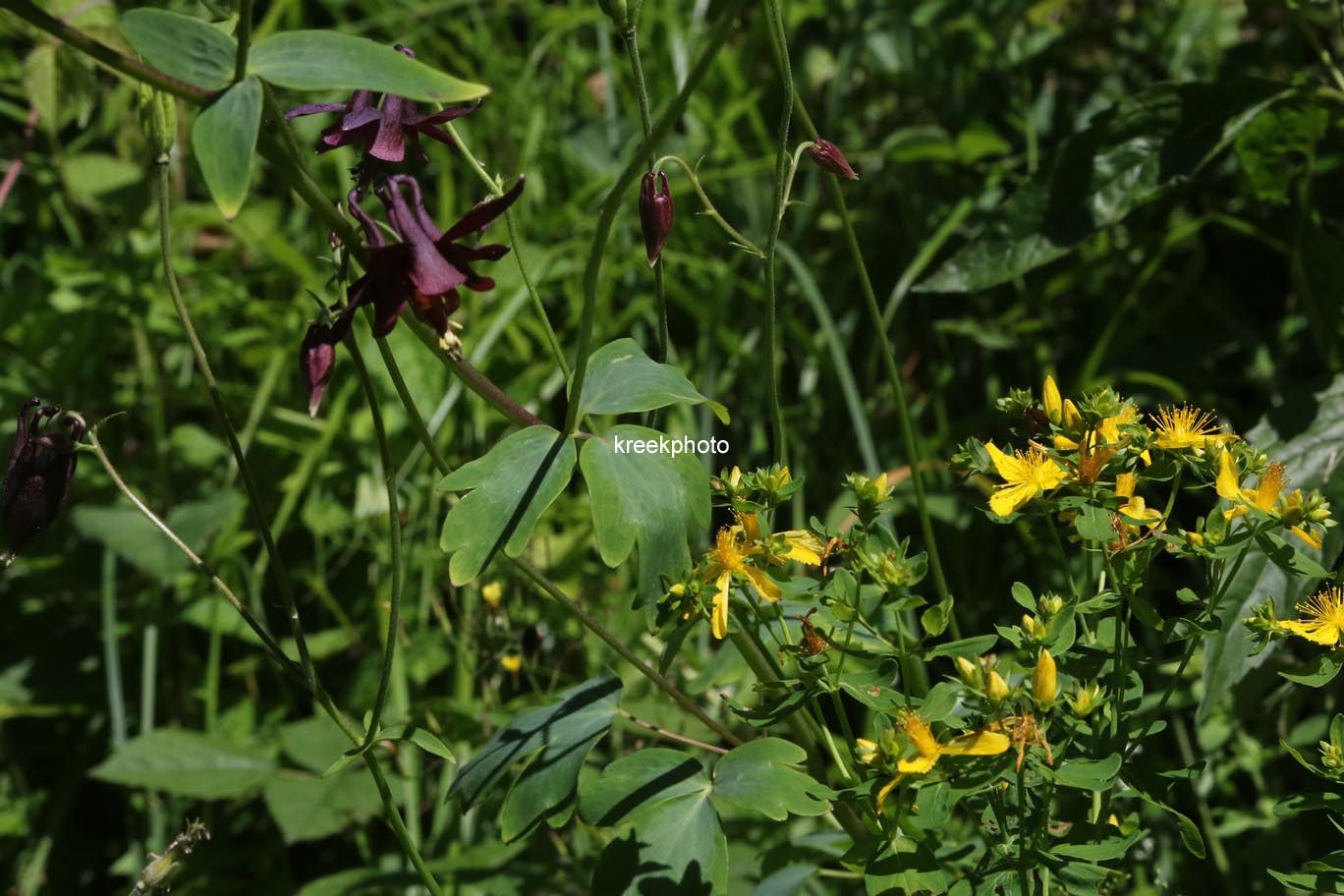Aquilegia atrata