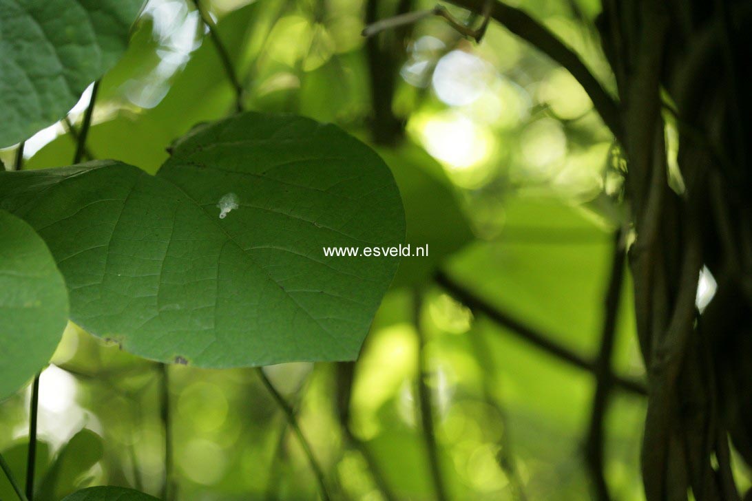 Aristolochia macrophylla