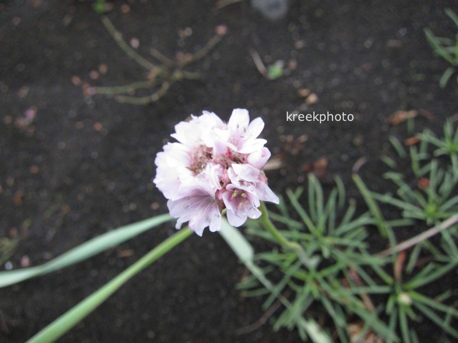 Armeria maritima