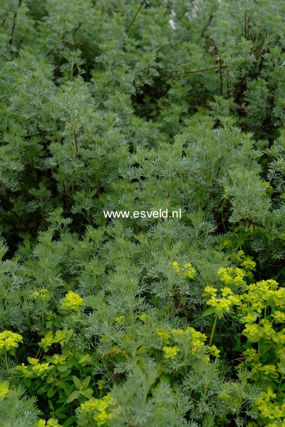 Artemisia abrotanum