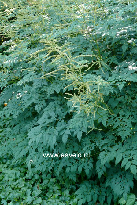 Aruncus 'Horatio'