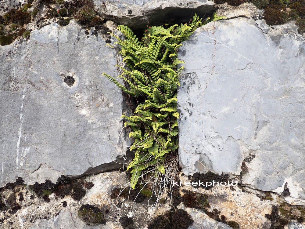 Asplenium trichomanes