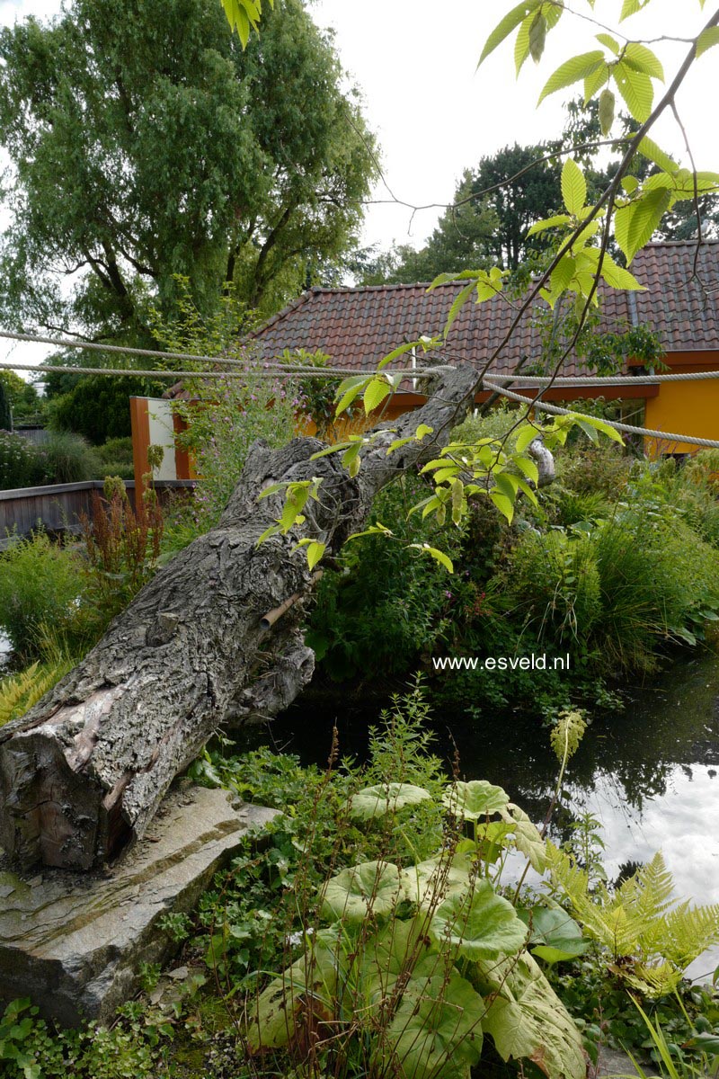 Astilboides tabularis