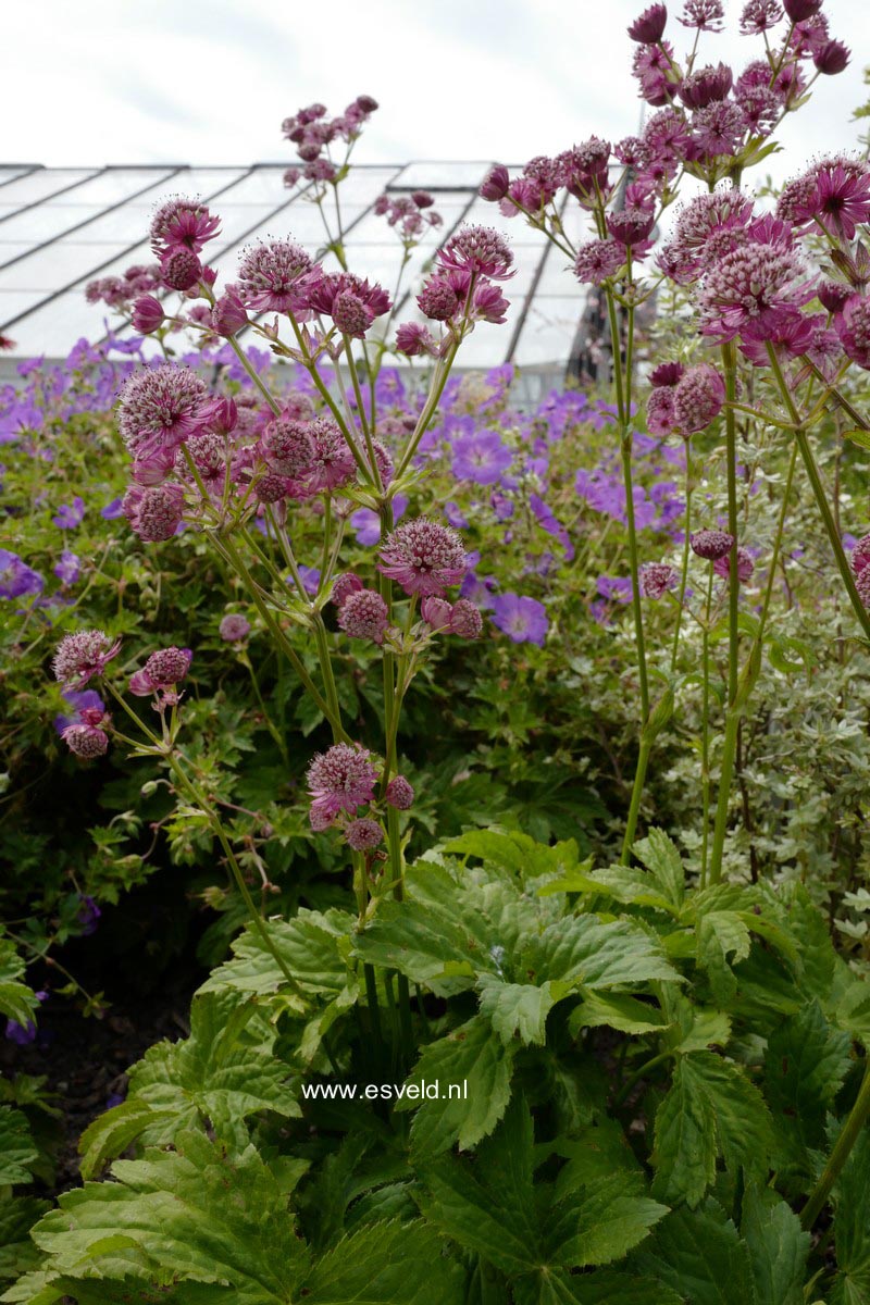 Astrantia major 'Ruby Wedding'