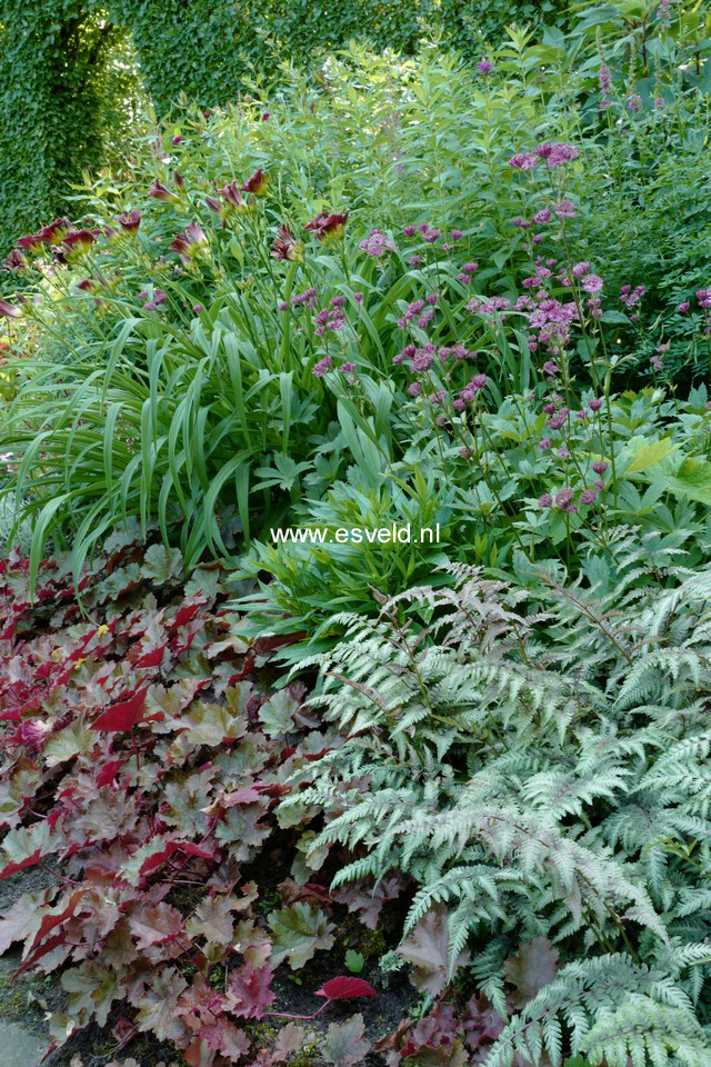 Athyrium niponicum 'Pictum'