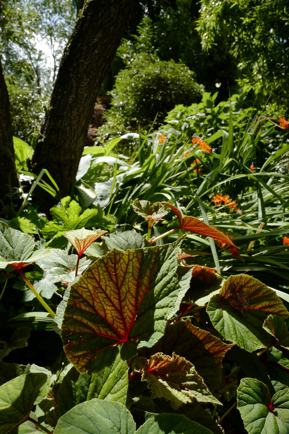 Begonia grandis