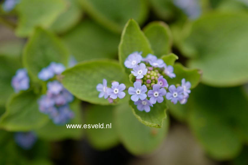 Brunnera macrophylla