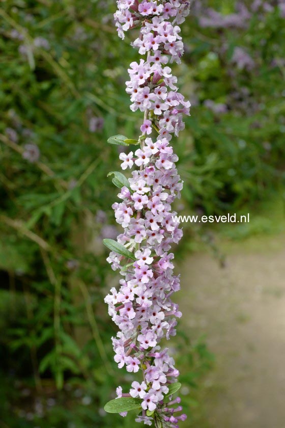 Buddleja alternifolia