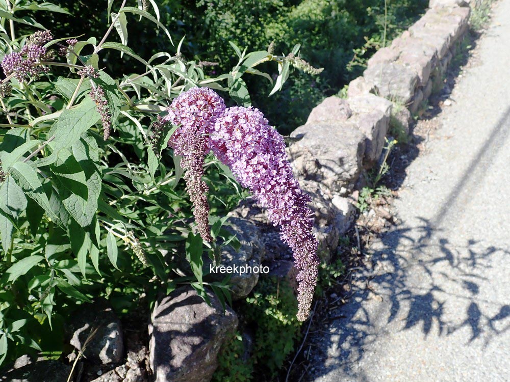 Buddleja davidii