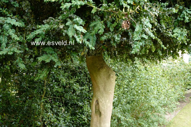 Buxus sempervirens 'Rotundifolia'