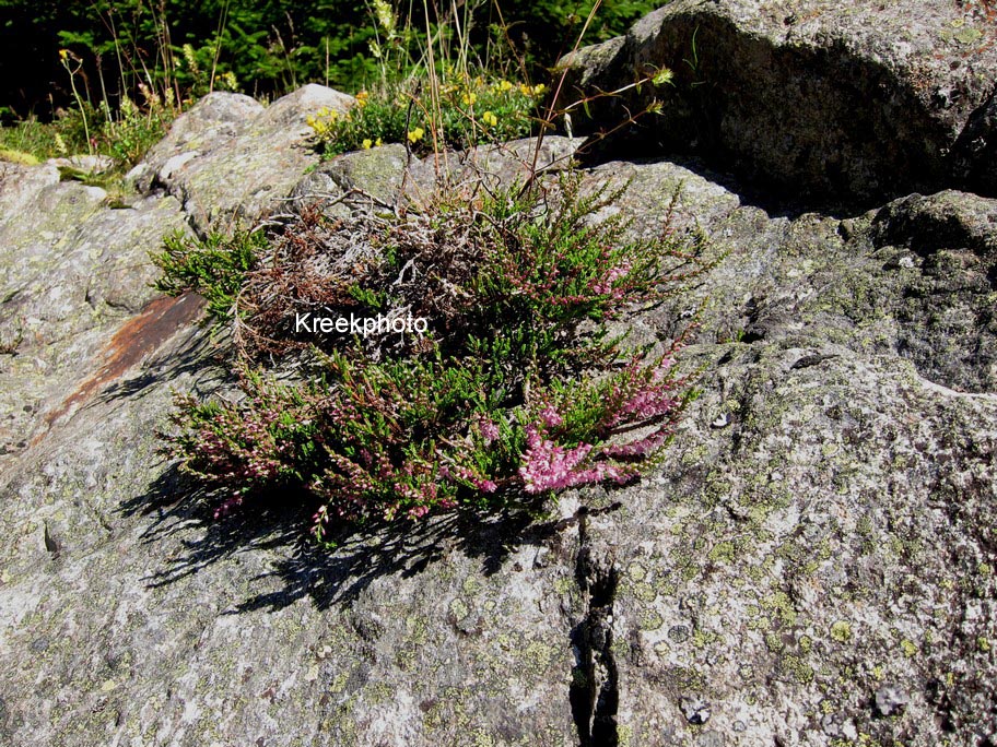 Calluna vulgaris