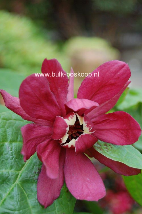 Calycanthus raulstonii 'Hartlage Wine'