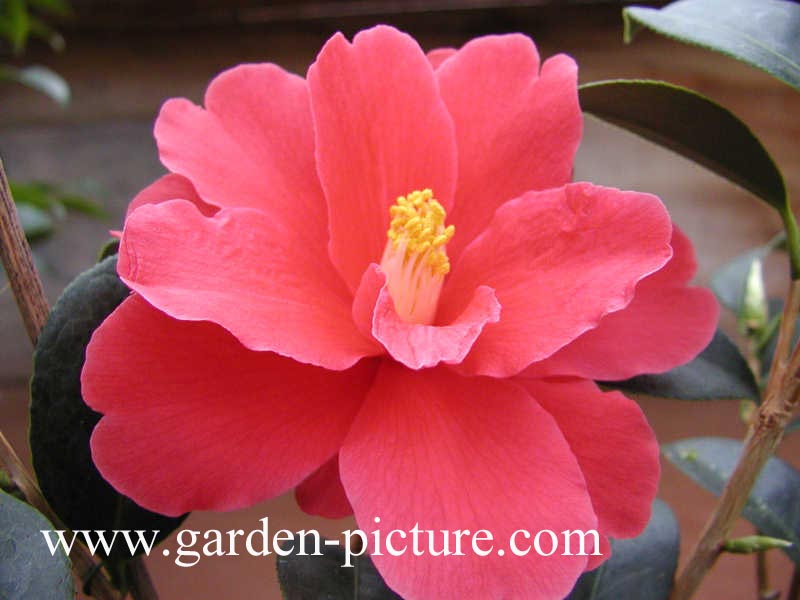 Camellia 'Freedom Bell'