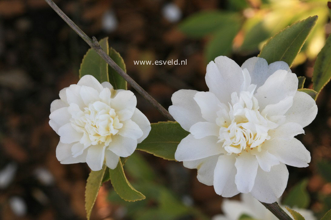 Camellia 'Snow Flurry'