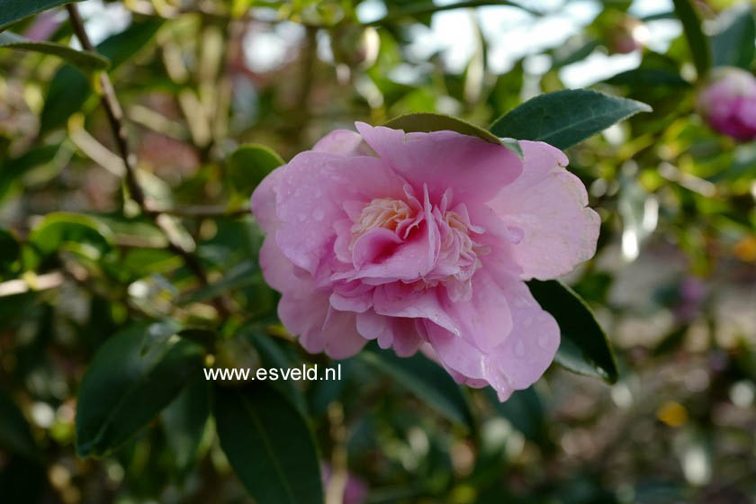 Camellia 'Sugar Dream'