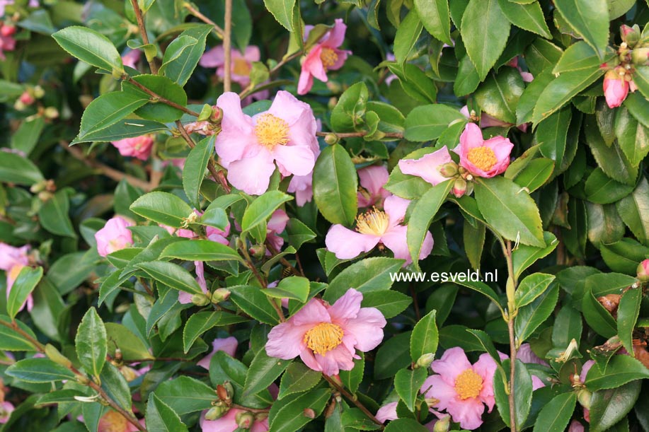 Camellia 'Winter's Star'