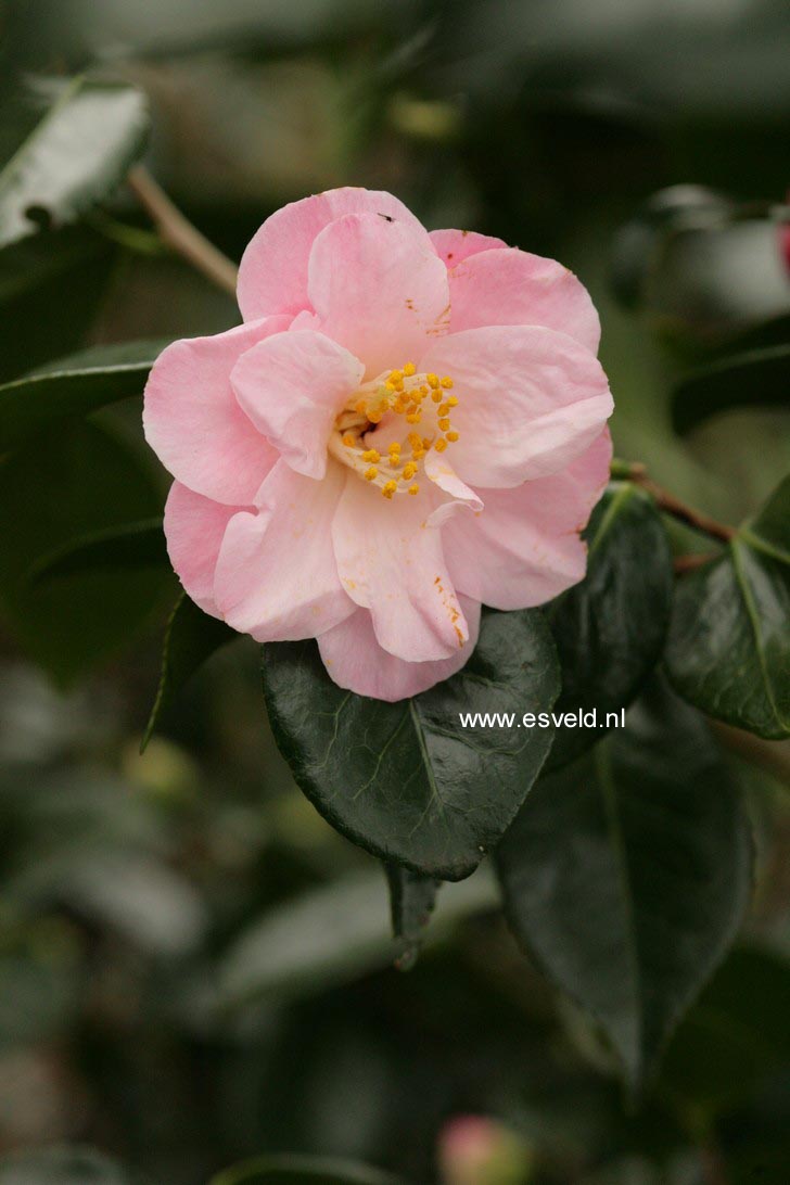Camellia japonica 'Berenice Boddy'