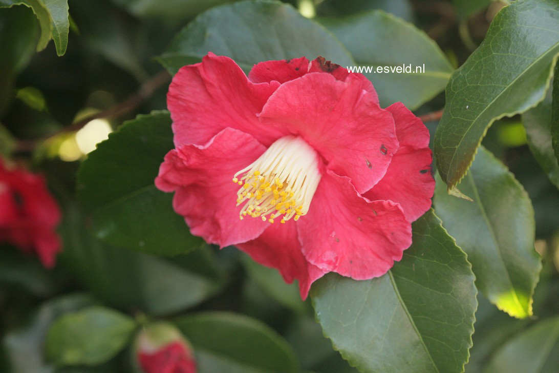 Camellia japonica 'Gloire de Nantes'