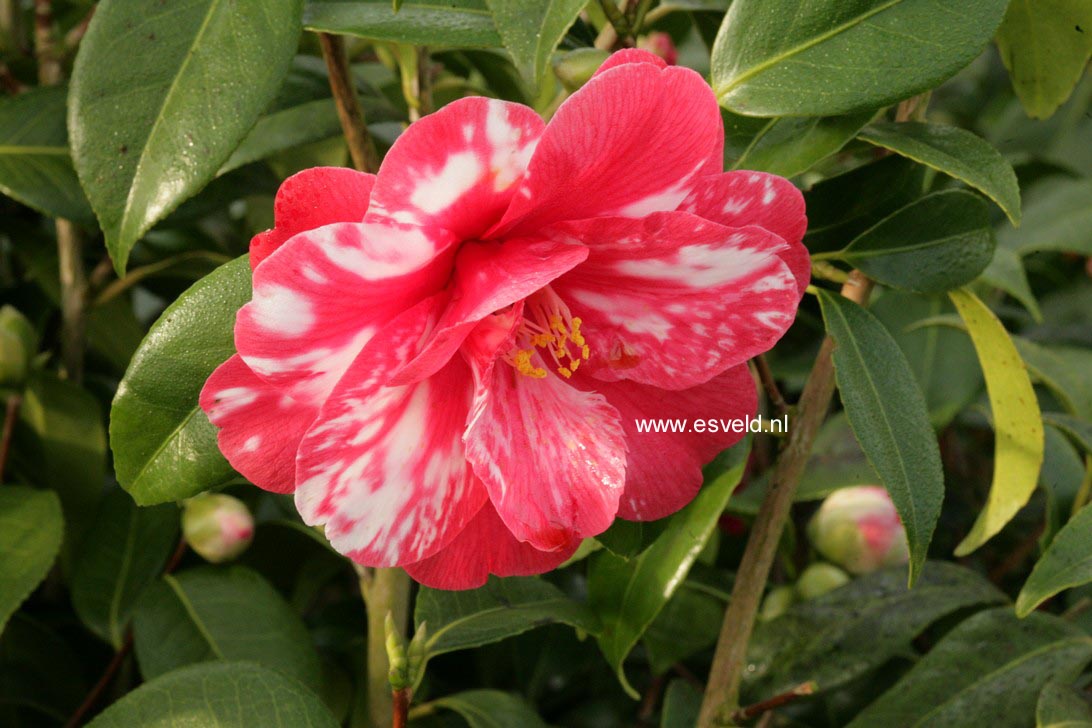 Camellia japonica 'Masayoshi'