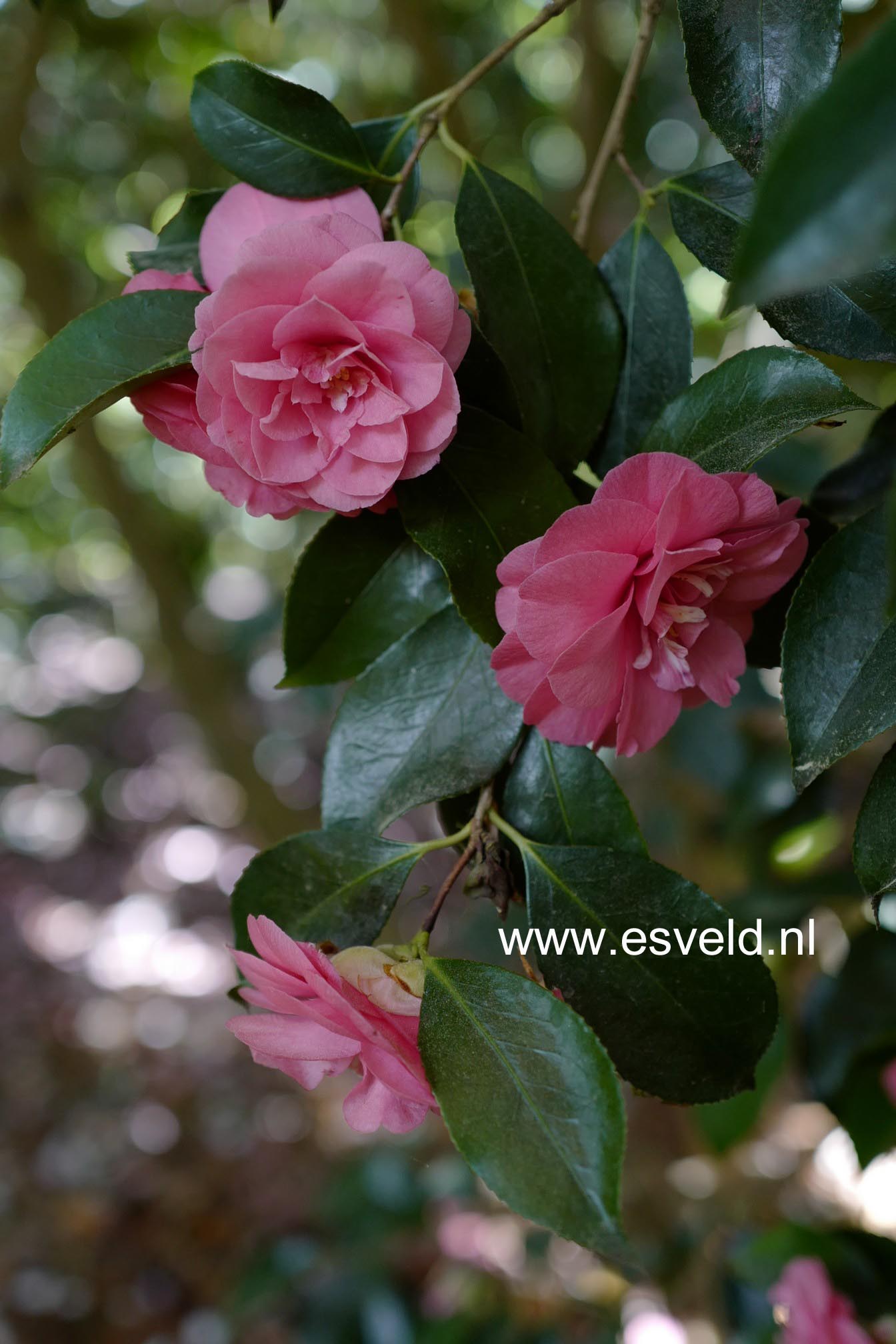 Camellia japonica 'Mathotiana'