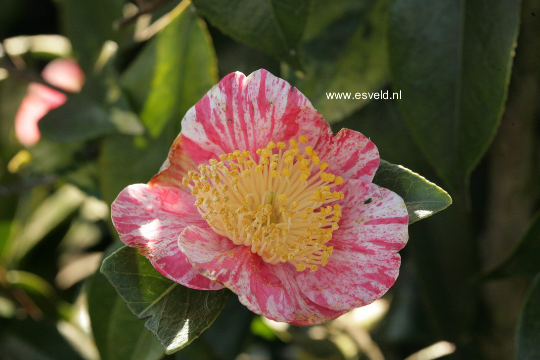 Camellia japonica