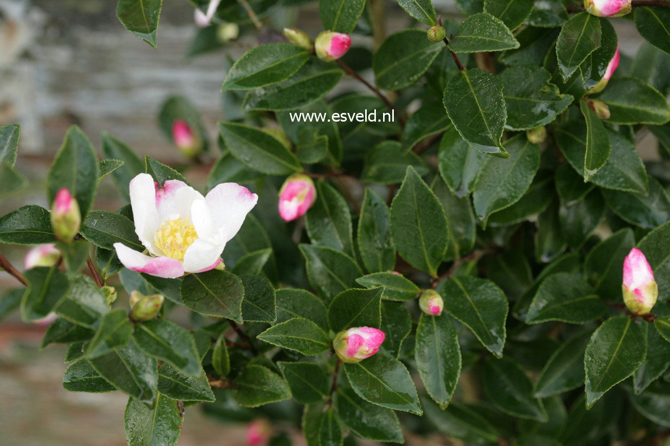Camellia sasanqua 'Rainbow'