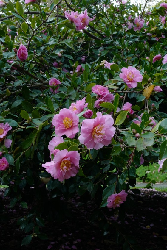 Camellia sasanqua 'Showa-no-sakae'