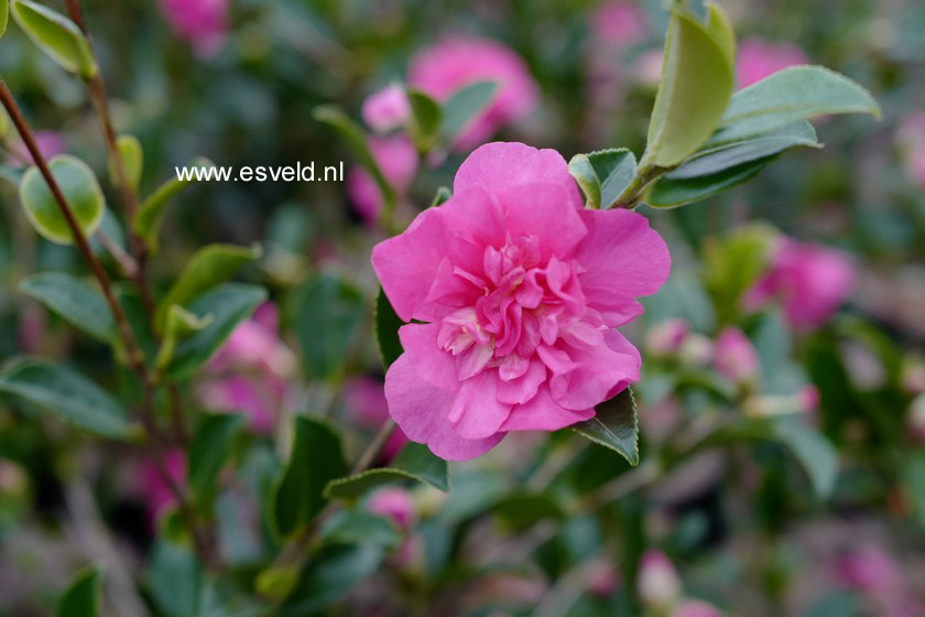 Camellia sasanqua 'Sparkling Burgundy'