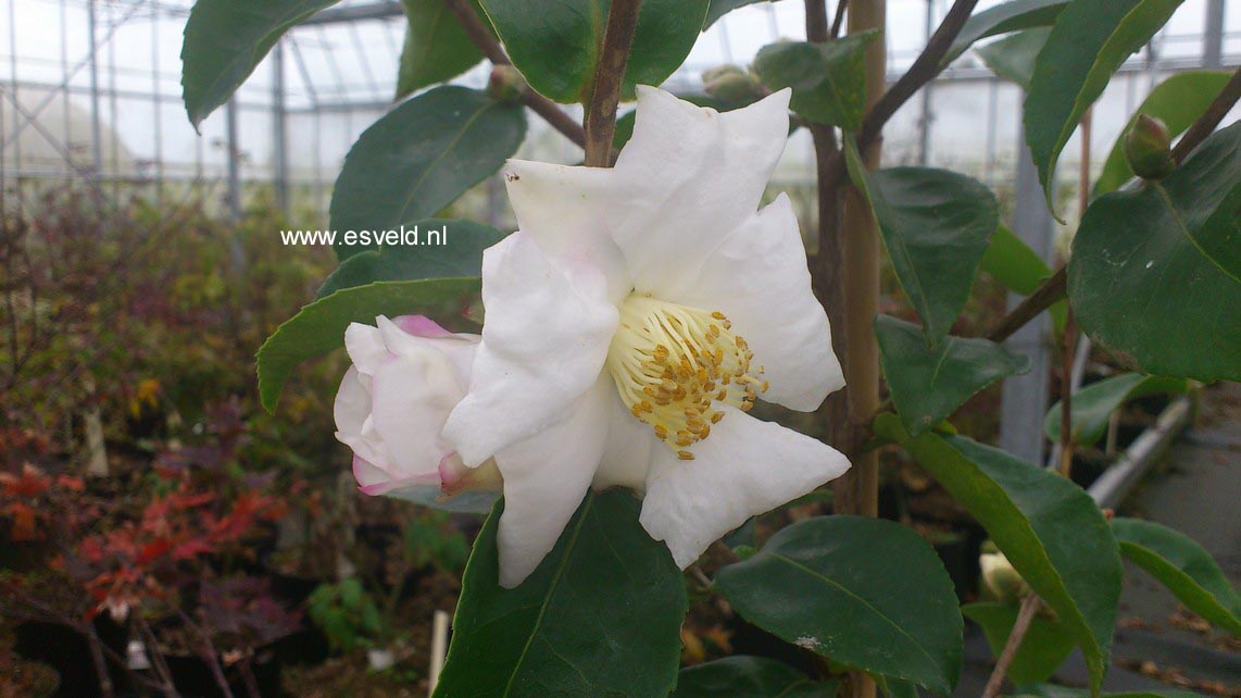 Camellia sasanqua 'Yoimachi'
