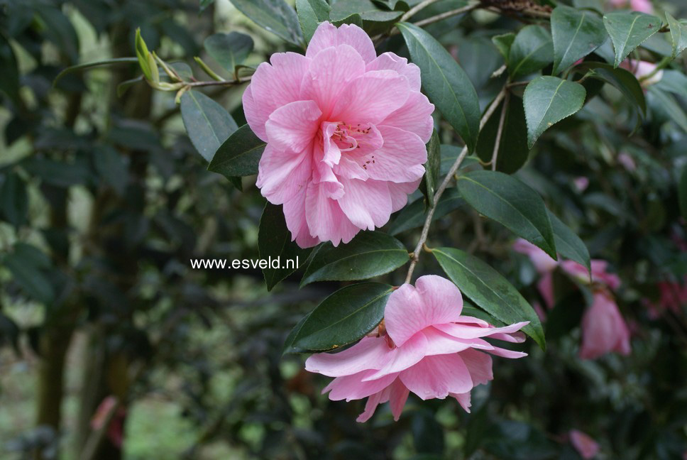 Camellia williamsii 'Donation'