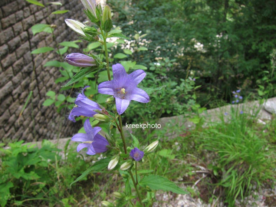 Campanula barbata