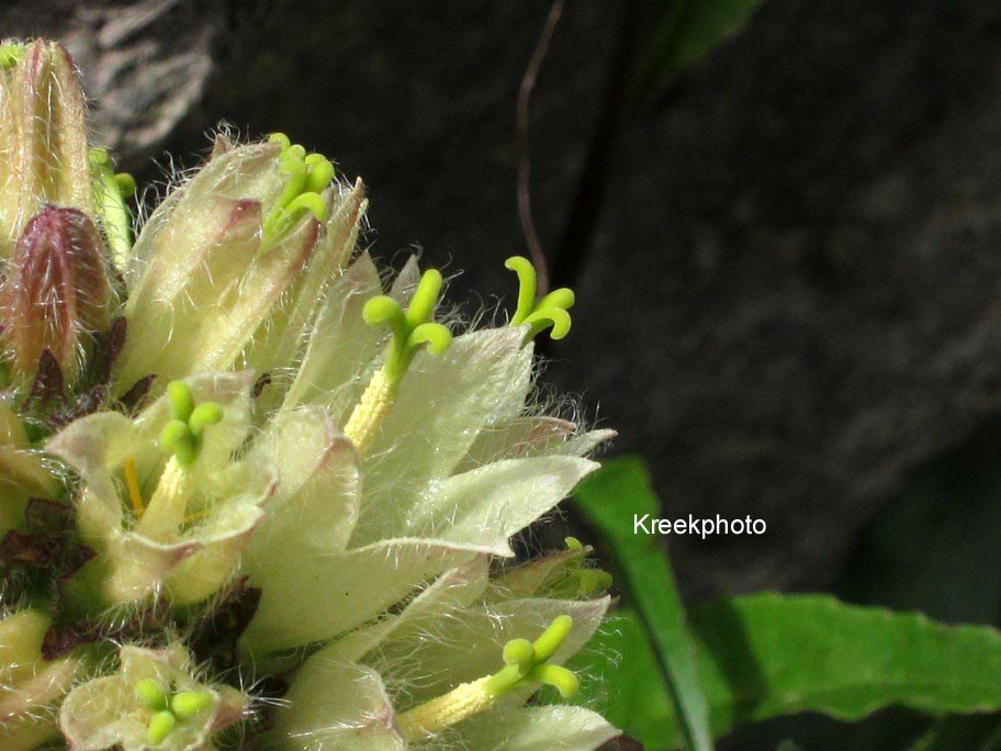 Campanula thyrsoides