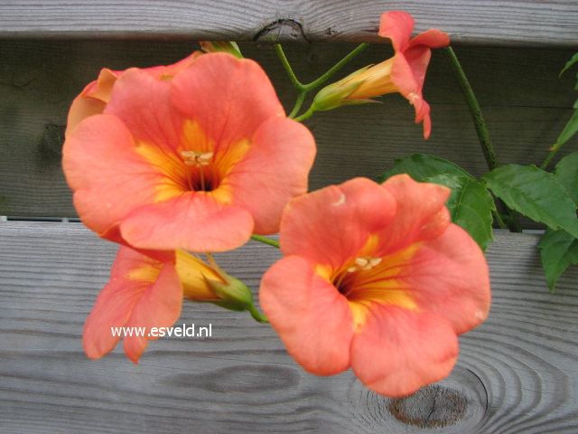 Campsis grandiflora 'Fransa'