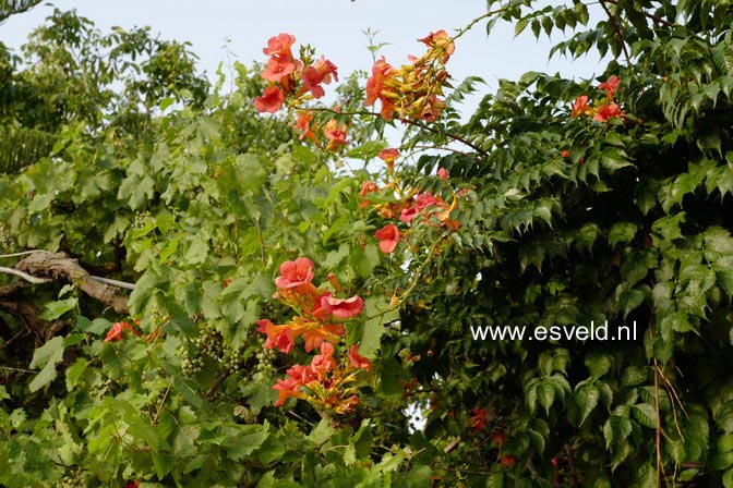 Campsis grandiflora