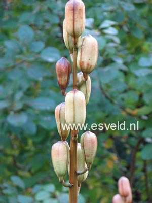 Cardiocrinum giganteum