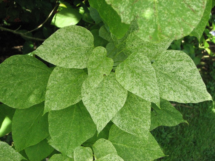 Catalpa speciosa 'Pulverulenta'
