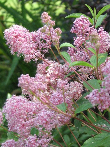 Ceanothus pallidus 'Marie Simon'
