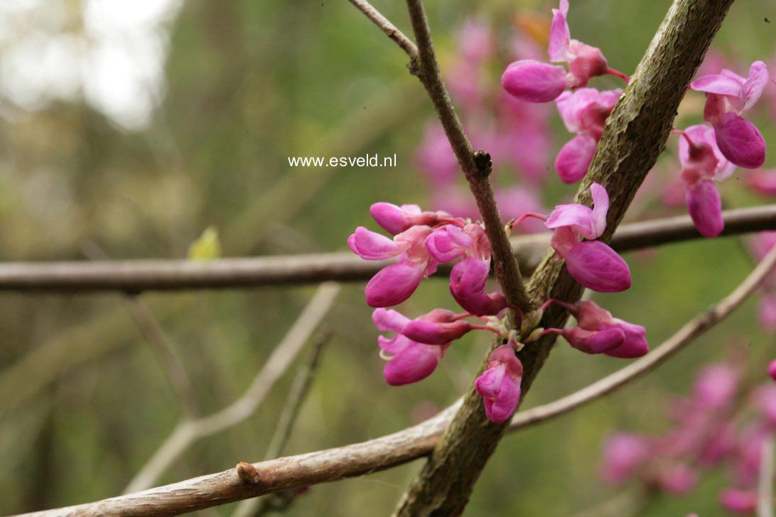 Cercis chinensis