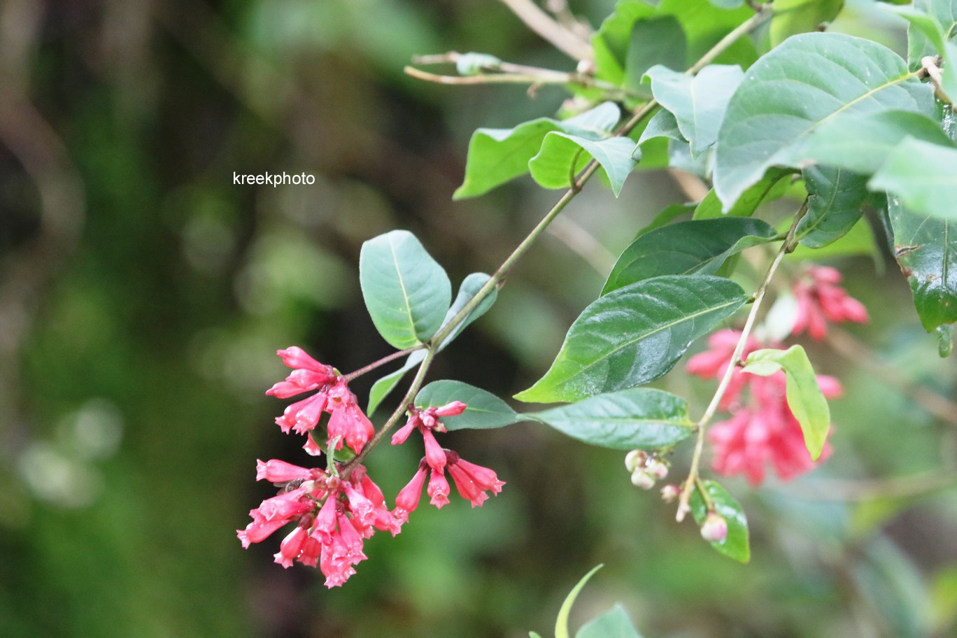 Cestrum elegans