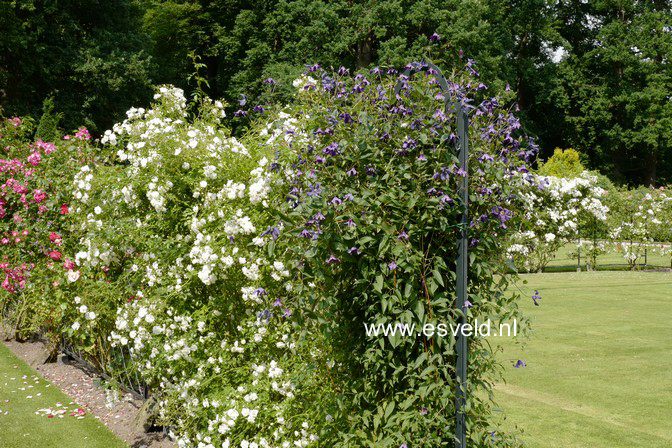 Clematis 'Arabella'