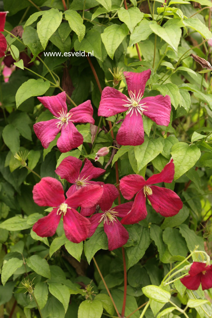 Clematis 'Madame Julia Correvon'