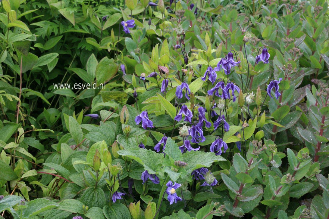 Clematis integrifolia