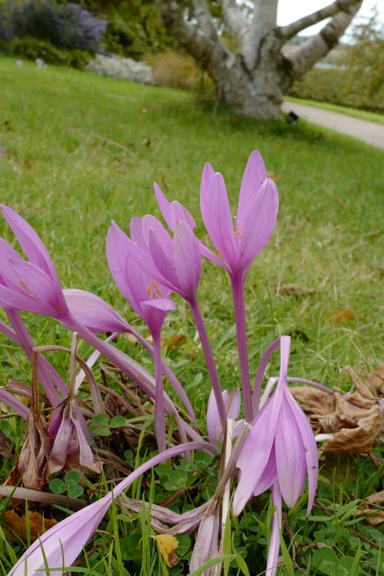 Colchicum autumnale