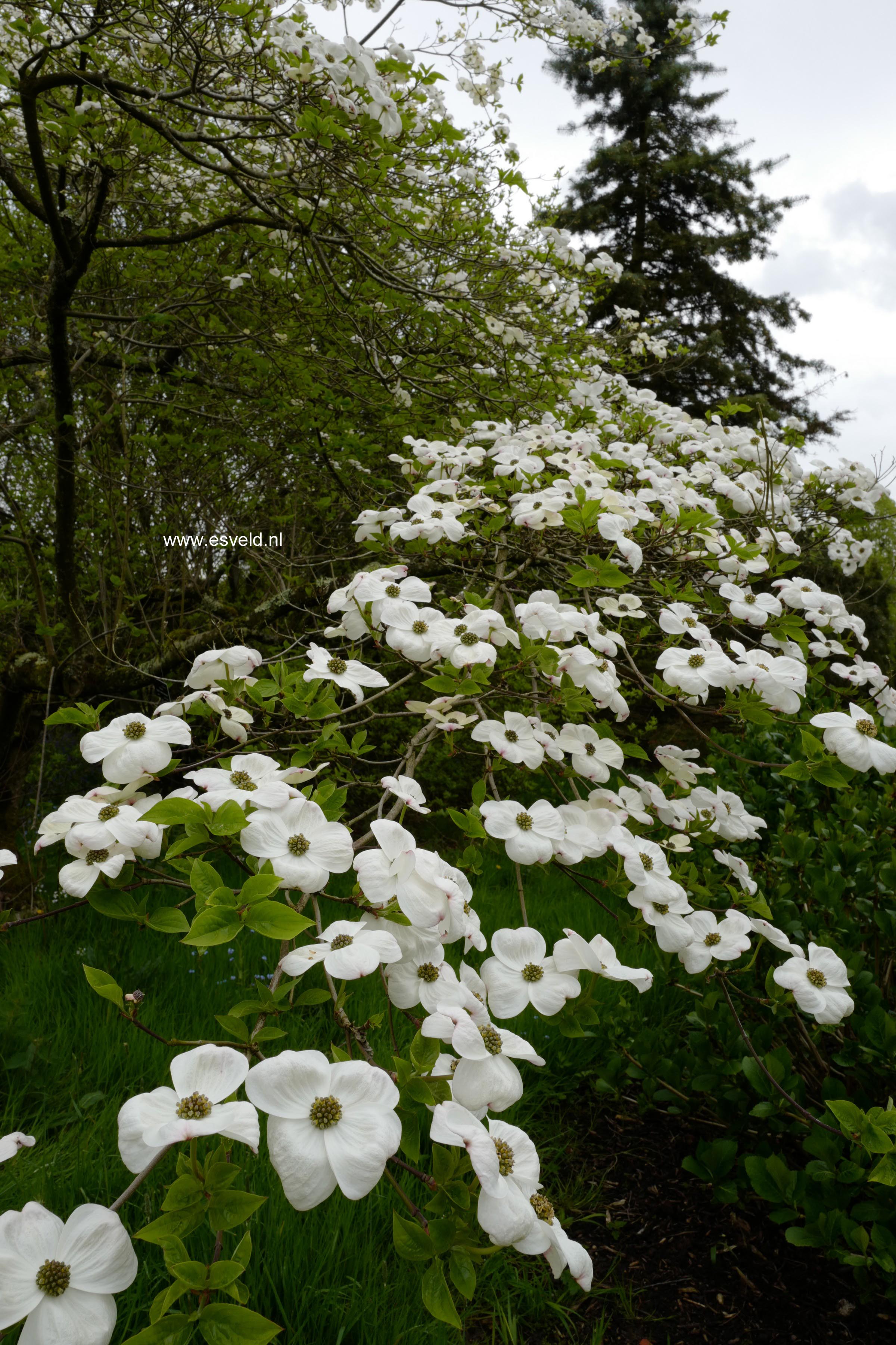 Cornus 'Eddie's White Wonder'