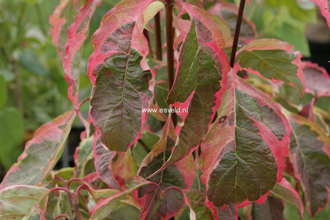 Cornus florida 'Daybreak'