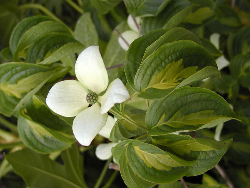 Cornus kousa 'Gold Star'