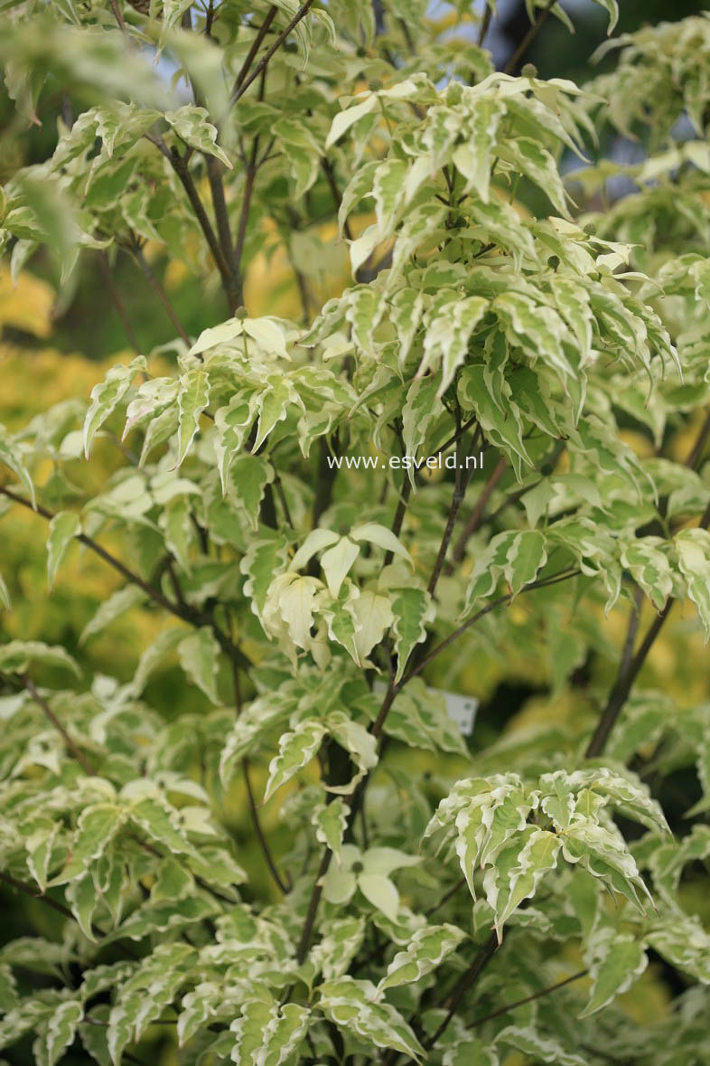 Cornus kousa 'Peve Limbo'
