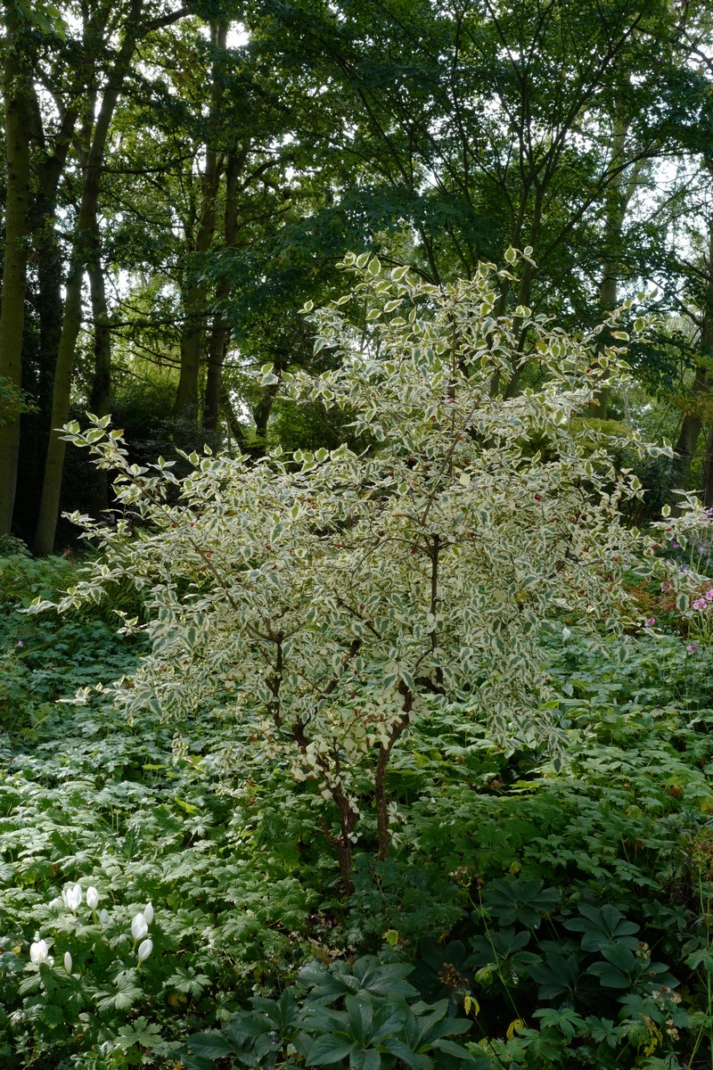Cornus mas 'Variegata'