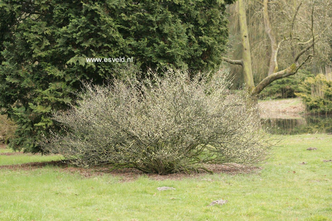 Corylopsis pauciflora