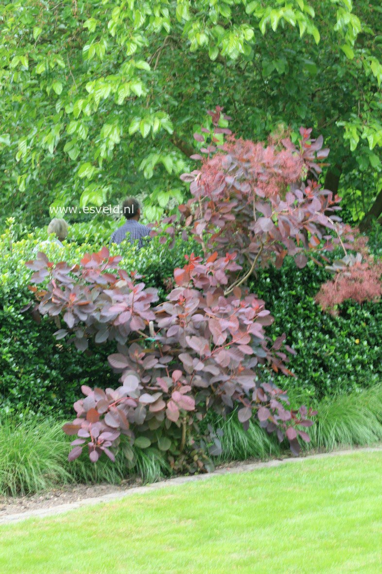 Cotinus 'Grace'